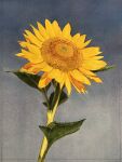  blue_sky eyvzi172xqdkvs7 flower flower_focus highres leaf no_humans original painting_(medium) plant plant_focus realistic shadow sky still_life sunlight traditional_media watercolor_(medium) yellow_flower 