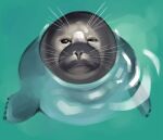 2024 digital_drawing_(artwork) digital_media_(artwork) feral flippers fur grey_body grey_face grey_fur high-angle_view looking_at_viewer mammal marine partially_submerged pinniped rekkadraws seal solo water whiskers