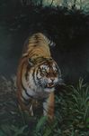  animal artist_request fangs highres nature realistic tiger water yellow_eyes 
