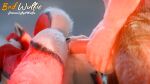 3d_(artwork) 5_fingers anal anthro anthro_on_anthro balls biped black_claws black_nose blender_(artwork) blender_cycles brown_body brown_fur butt canid canine canis claws close-up cloud cloudy_sky digital_media_(artwork) digitigrade domestic_dog duo fingers fluffy fur genitals gloves_(marking) hair hi_res humanoid_genitalia humanoid_penis invalid_tag male male/male male_anthro mammal markings nude park pawpads paws penile penis plant realistic red_(red_wulfie) red_body red_fur red_wulfie sex sky tail tree watermark whiskers white_body white_fur white_whiskers wolf