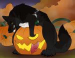  bared_teeth black_body black_claws black_fur black_pawpads canid canine claws echo_(wolffylegend) feral fur glistening glistening_eyes hi_res killthe_demon looking_at_viewer male male_feral mammal outside pawpads penetrating_pumpkin solo white_body white_fur yellow_eyes 