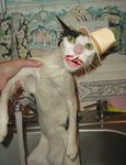  cat cigarette faucet feline greeneyes hat paws real science smile solo teeth water wet 