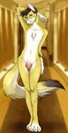  balls canine chest_tuft claws emzy fennec flaccid fox fur hotel looking_at_viewer male mammal paws penis pinup pose silver_eyes solo suranei suranei_(character) tuft 