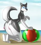  anthro beach beach_ball blue_eyes breasts butt canine dog english_text female husky inflatable kneeling mammal seaside sharps side_boob sky solo spearfrost text water 