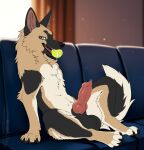  absurd_res animal_genitalia ball balls canid canine canis digital_media_(artwork) domestic_dog drools feral furniture genitals german_shepherd herding_dog hi_res knot looking_at_viewer lying male mammal naughtystray pastoral_dog sheath sofa solo tennis_ball tongue tongue_out toy 