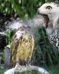  beak bird edit feathers feral hydropump orange_eyes owl photo real unimpressed water wet what yellow_eyes 