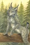  breasts feline female forest idess lynx mammal nude outside scenery solo tree wood 