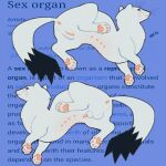 2026 5_fingers 5_toes 8_nipples animal_genitalia anus backsack ballpitweazel balls black_body black_fur blue_background blush bold_text butt clitoris digital_drawing_(artwork) digital_media_(artwork) dipstick_tail duo english_text feet female feral fingers fur genitals italic_text lipsticking looking_at_viewer looking_back looking_back_at_viewer male mammal markings multi_nipple mustelid musteline nipples pawpads penis pink_anus pink_nose pink_pawpads pink_penis pink_vulva presenting presenting_anus presenting_hindquarters presenting_vulva raised_hindleg round_ears sheath simple_background smile smiling_at_viewer stoat tail tail_markings text toes true_musteline vulva weasel website_background whiskers white_body white_fur wikipedia x_anus
