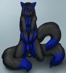  anthro bdsm blue_background canine collar cute female fox leash mammal multiple_tails nude plain_background pregnant shy solo tail 