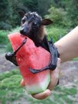  bat beige_skin black_eyes black_nose black_skin brown_fur claws cute ears_up eating feral food forest fruit_bat fur holding human hungry mammal membranous_wings om_nom_nom outside photo pointy_ears real tree watermelon wings 