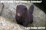  black caturday cute fisher_cat kitten lolcat real tagme text 