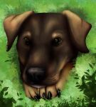 anthro black_claws black_nose brown_body brown_eyes brown_fur canid canine canis claws domestic_dog feet fur hi_res little_bean_art male mammal outside plant portrait shrub solo toes whiskers