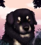 black_body black_fur black_nose canid canine canis cloud domestic_dog evening female feral fur hi_res little_bean_art looking_at_viewer mammal multicolored_body multicolored_fur outside plant portrait shrub solo tree whiskers