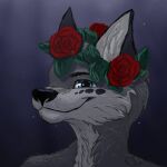 1:1 2020 anthro archived_source blue_eyes canid canine canis daniel_(danwolf14) digital_drawing_(artwork) digital_media_(artwork) ellav323 eye_spots eyebrows flower flower_crown fur grey_body grey_fur headshot_portrait hi_res mammal plant portrait red_rose rose_(flower) shaded signature simple_background smile solo spots wolf