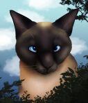 black_nose blue_eyes cloud day domestic_cat felid feline felis feral fur hi_res inner_ear_fluff little_bean_art male mammal multicolored_body multicolored_fur outside plant portrait shrub siamese_cat solo tan_body tan_fur tree tuft whiskers white_inner_ear_fluff
