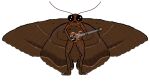 anthro arthropod bass_guitar black_witch_moth brown_body english_description female guitar holding_bass_guitar holding_guitar holding_musical_instrument holding_object insect lepidopteran moth musical_instrument plucked_string_instrument simple_background solo standing string_instrument white_background wings zona_the_witchmoth