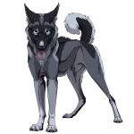 1:1 2018 alpha_channel animal_genitalia annoyed arms_together artist_name attached_sheath black_body black_fur black_pawpads blue_sclera canid canine canine_genitalia canis claws constricted_pupils countershade_tail countershading curled_tail dewclaw digital_drawing_(artwork) digital_media_(artwork) digitigrade domestic_dog ears_back english_text eyebrows facial_markings feral full-length_portrait fully_sheathed fur furrowed_eyebrows genitals grey_body grey_claws grey_fur grey_nose grey_sheath head_markings husky looking_at_viewer looking_away male male_feral mammal markings multicolored_body multicolored_fur no_irises nordic_sled_dog open_mouth pawpads pink_tongue pivoted_ears pointy_ears portrait prick_ears pupils quadruped semi-realistic_feral shaded sheath simple_background small_pupils solo spirit-of-alaska spitz spread_legs spreading standing tail text three-quarter_view tongue tongue_out transparent_background whisker_spots white_body white_eyebrows white_fur white_paws wide_tongue