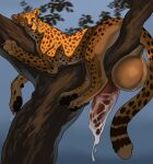 2026 4_toes animal_genitalia animal_penis balls big_balls big_penis black_pawpads bodily_fluids cheetah claws cum cum_on_penis erection feet felid feline feline_genitalia feline_penis feral fur genital_fluids genitals hi_res huge_balls huge_penis hyper hyper_balls hyper_genitalia hyper_penis jasiri jetraraven lying male male_feral mammal markings pawpads paws penis pink_genitals pink_penis plant quadruped red_genitals red_penis relaxing solo spots spotted_body spotted_fur tail toes tree whiskers yellow_body yellow_fur