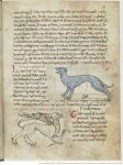 13th_century ancient_art animal_genitalia avian bodily_fluids claws duo felid feline feral feral_peeing fur genital_fluids genitals gryphon hi_res lynx male mammal mythological_avian mythological_creature mythology open_mouth peeing sheath tail text unknown_artist urine urine_stream wings