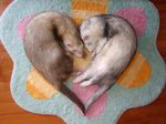  &hearts; brown brown_fur cute feral ferret fur mammal mustelid photo real sleeping white white_fur 