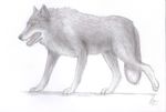  canine feral fur grey grey_fur hand_work mammal safe solo wolf 