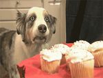  canine cupcake dog female feral flashback food gif human kitchen low_res male mammal vietnam war 