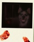  blood canine creepypasta dog evil feral fingerprint grin husky looking_at_viewer mammal nightmare_fuel photo scary smile smile.dog teeth 