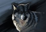  ambiguous_gender black_nose canine feral kogawa_kenji mammal realistic solo wolf yellow_eyes 