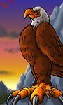  bald_eagle beak bird claws eagle feathers predator prey riproarrex skyra talons toe_ring wings 