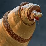  bluebottle_maggot fangs insect maggot nightmare_fuel photo profile real teeth 