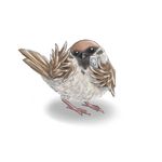  bird camera commentary eurasian_tree_sparrow lowres md5_mismatch no_humans original parody pun shadow simple_background solo sparrow white_background 