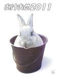  2011 animal animal_ears black_eyes bucket bunny bunny_ears in_container mitsuki_yuuya new_year no_humans realistic simple_background solo translated whiskers white_fur 