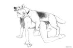  canine dog extro female feral greyscale human human_on_feral interspecies male mammal monochrome sex straight tail 