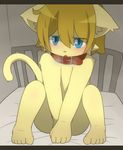  blonde_hair blue_eyes blush collar cub feline hair hi_res looking_at_viewer male mammal satsuki_rabbit short_blonde_hair short_hair sitting solo tail young 