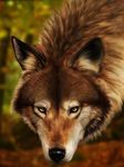  canine jocarra mammal realistic solo wolf 