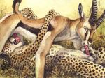  69 2011 balls blotch cheetah feline_penis fellatio gay gazelle horn male on_back oral oral_sex outside penis predator/prey_relationship sex 