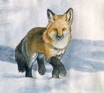  canine feral fox mammal outside ruaidri snow solo 