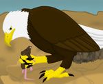  avian beak bird claws eagle imminent_vore interspecies mammal mouse paws predator/prey_relations rodent talons vorarephilia vore 