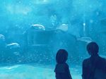  1girl animal aquarium bad_id bad_pixiv_id blue faux_traditional_media fish from_behind nomiya_(no_38) original school_uniform serafuku silhouette water 