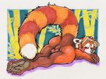  anus balls kaputotter looking_back lying male mammal nude on_front raised_tail red_panda solo tail 