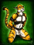  anthro balls bdsm bound eltigero feline flaccid green_eyes harness kneeling linsey_huish male peeking penis sheath solo stripes tail tiger tip 