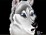  akiak blue_eyes canine confused dog male shocked solo wolf 