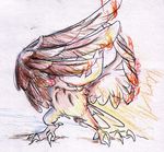  avian beak claws feral fire night_owl nintendo noctowl owl pok&#233;mon pok&eacute;mon sketch solo video_games wings 