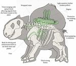  bad_revision bone bulbasaur diagram downscaled english gen_1_pokemon joshd1000 jpeg_artifacts md5_mismatch no_humans plant pokemon pokemon_(creature) resized science simple_background skeleton solo vines white_background x-ray 