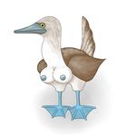  bird blue-footed_booby galapagos tagme 