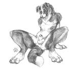  animal_genitalia anthro balls blotch border_collie bordercollie canine claws dog erection gay greyscale happy looking_at_viewer male mammal monochrome naughty_face nude open_mouth penis penis_tip pose presenting presenting_penis sheath sitting solo spread_legs spreading tail teeth tongue tongue_out 