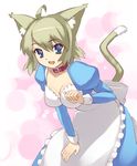  animal_ears apron bad_id bad_pixiv_id cat_ears collar maid original oryou solo tail 