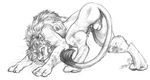  anus ball balls blotch butt erection feline feral gay greyscale lion looking_at_viewer male mammal monochrome penis penis_tip pose presenting presenting_hindquarters sheath solo tail 