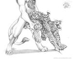  ball blotch clawing couple feline gay hand leopard lion male mammal monochrome penis tail tongue tongue_out 