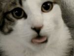  bleah cat feline humor mammal random tongue 